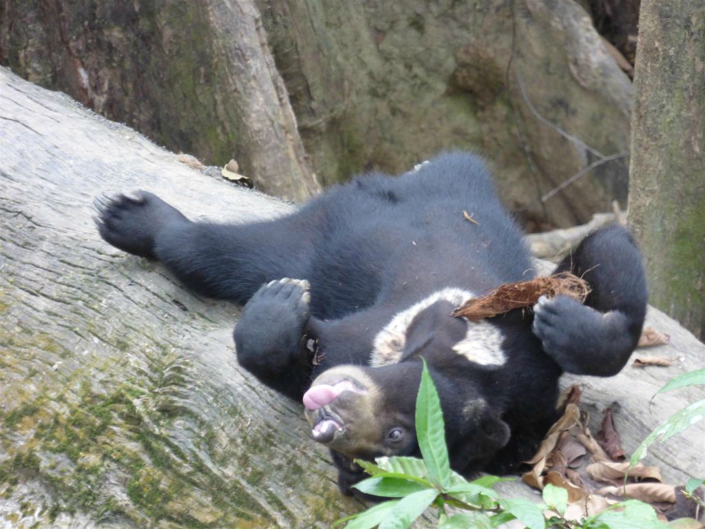 SEPILOK - een honingbeer bij het Bornean Sun Bear Conservation Centre, een opvangcentrum voor honingberen