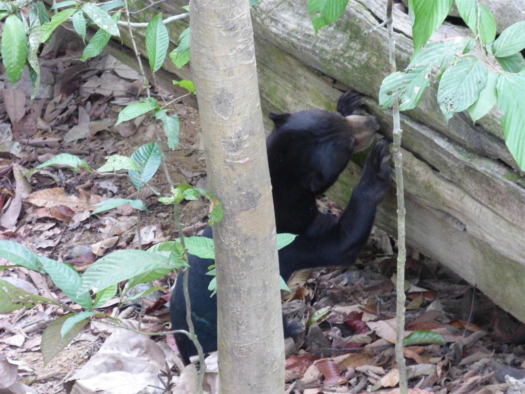 SEPILOK - een honingbeer bij het Bornean Sun Bear Conservation Centre, een opvangcentrum voor honingberen