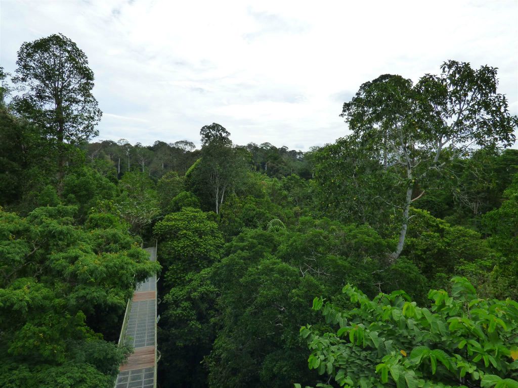 SEPILOK - het uitzicht vanaf een uitzichttoren bij het Rainforest Discovery Centre, een educatiecentrum over de flora en fauna van de regenwouden