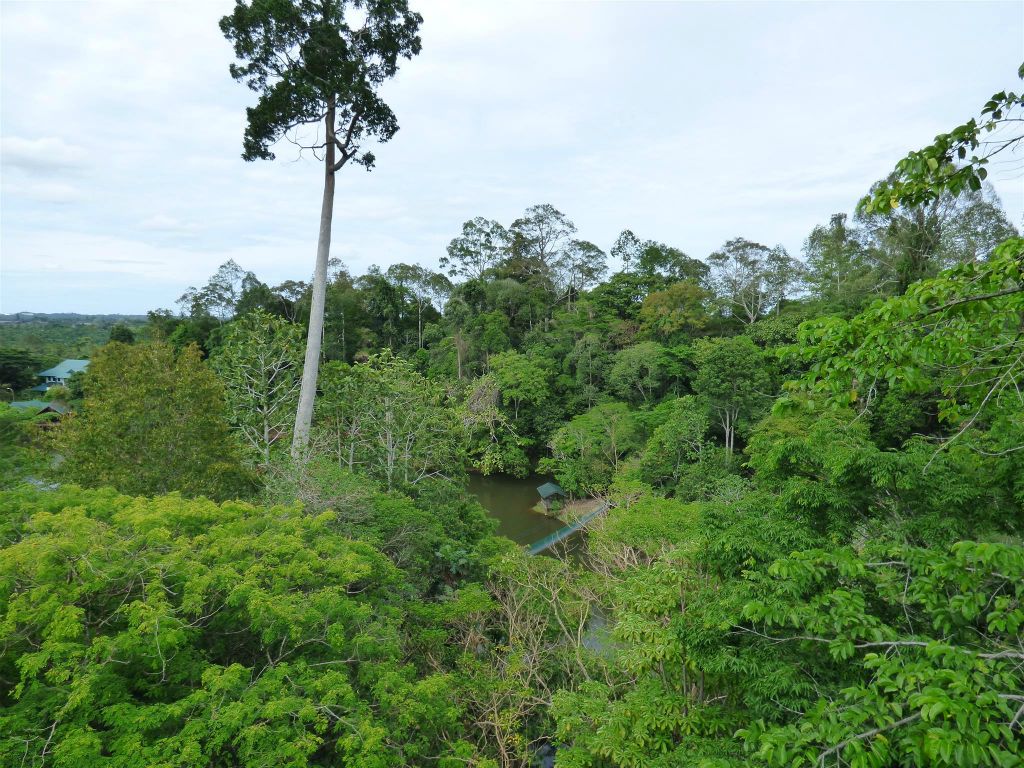 SEPILOK - het uitzicht vanaf een uitzichttoren bij het Rainforest Discovery Centre, een educatiecentrum over de flora en fauna van de regenwouden