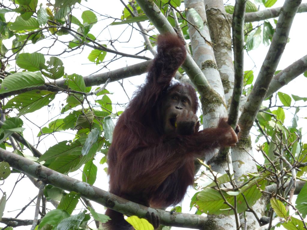 SEPILOK - een orang oetan bij het Rainforest Discovery Centre, een educatiecentrum over de flora en fauna van de regenwouden