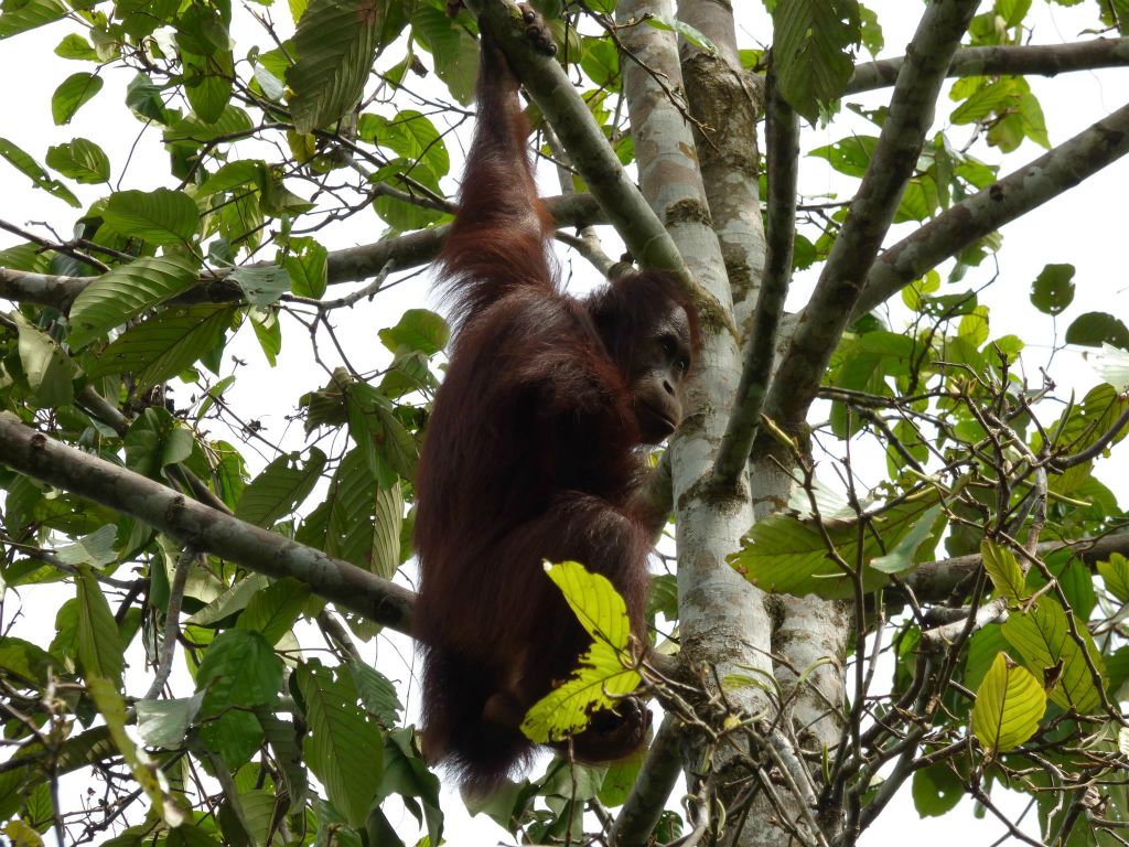 SEPILOK - een orang oetan bij het Rainforest Discovery Centre, een educatiecentrum over de flora en fauna van de regenwouden