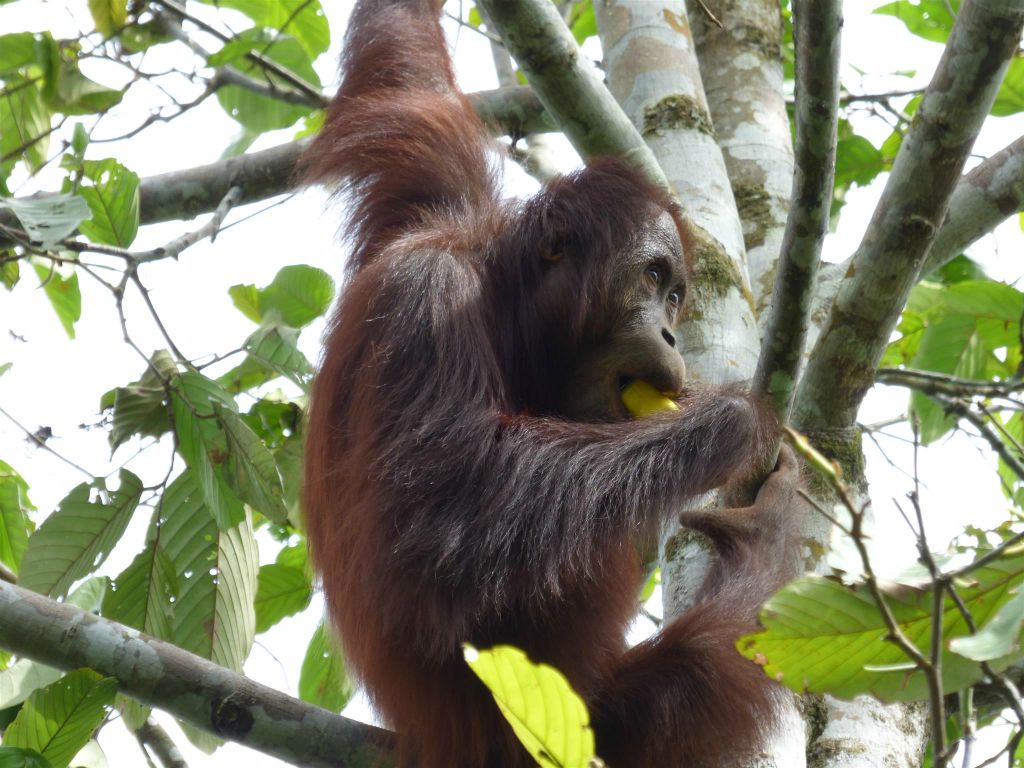 SEPILOK - een orang oetan bij het Rainforest Discovery Centre, een educatiecentrum over de flora en fauna van de regenwouden