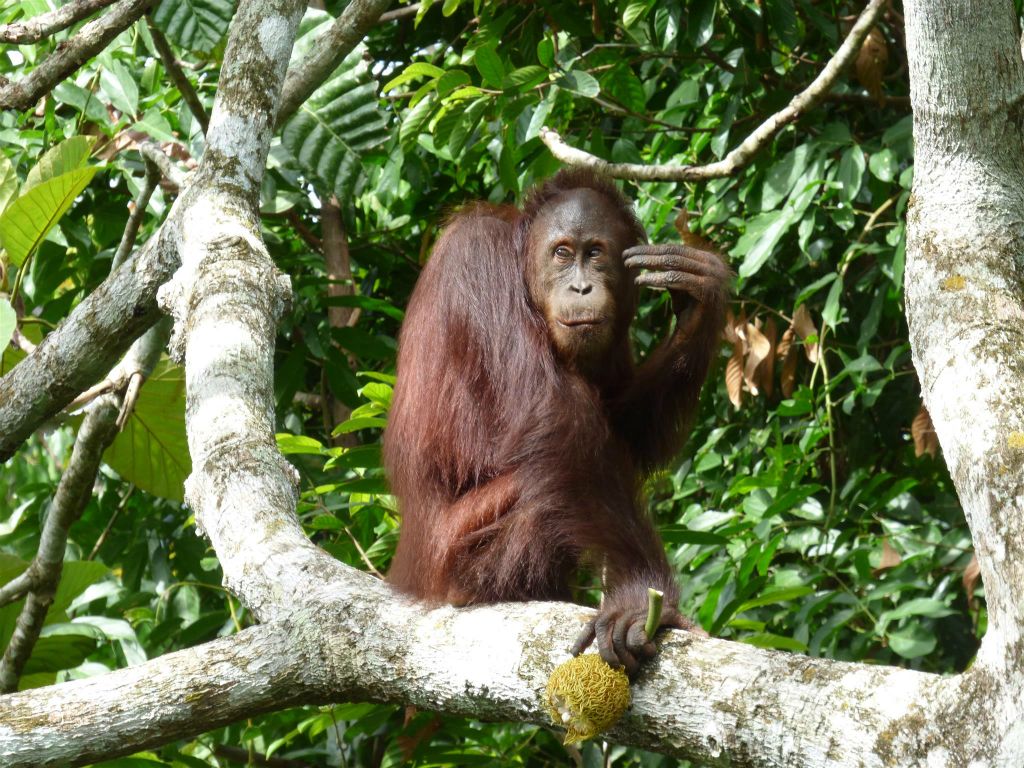 SEPILOK - een orang oetan bij het Rainforest Discovery Centre, een educatiecentrum over de flora en fauna van de regenwouden