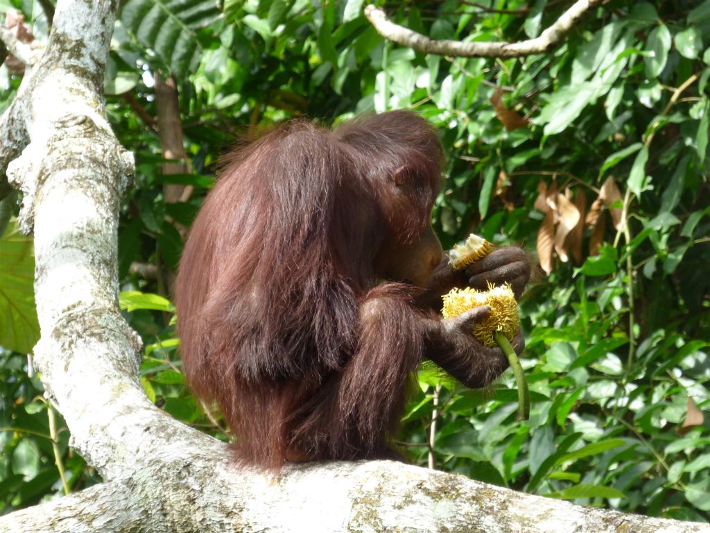 SEPILOK - een orang oetan bij het Rainforest Discovery Centre, een educatiecentrum over de flora en fauna van de regenwouden