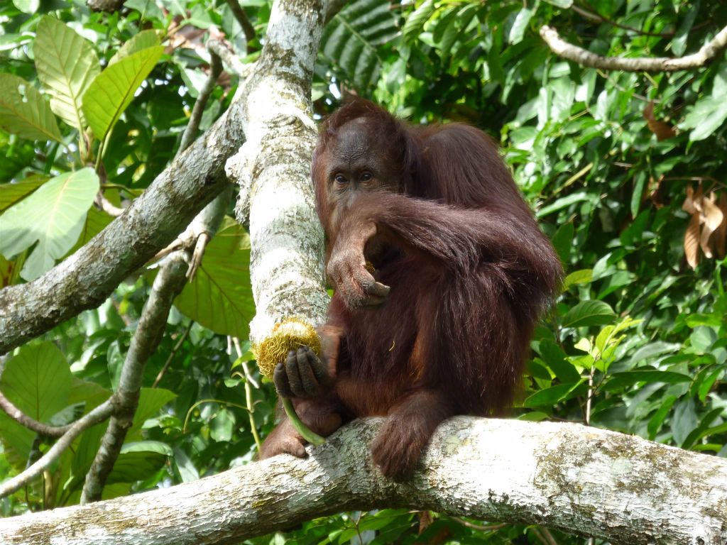 SEPILOK - een orang oetan bij het Rainforest Discovery Centre, een educatiecentrum over de flora en fauna van de regenwouden