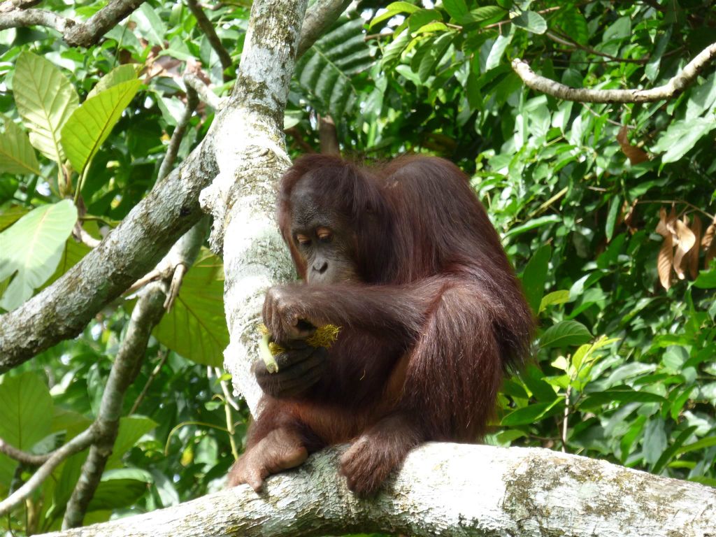 SEPILOK - een orang oetan bij het Rainforest Discovery Centre, een educatiecentrum over de flora en fauna van de regenwouden