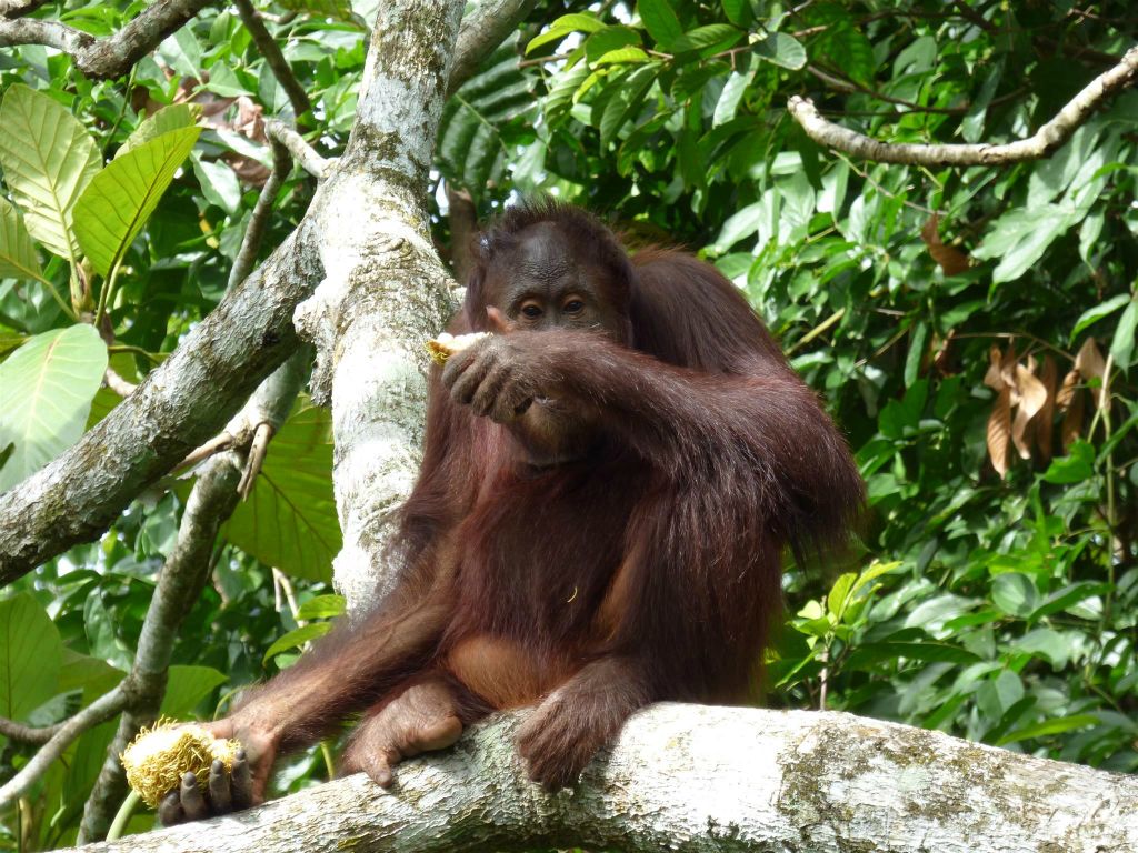 SEPILOK - een orang oetan bij het Rainforest Discovery Centre, een educatiecentrum over de flora en fauna van de regenwouden