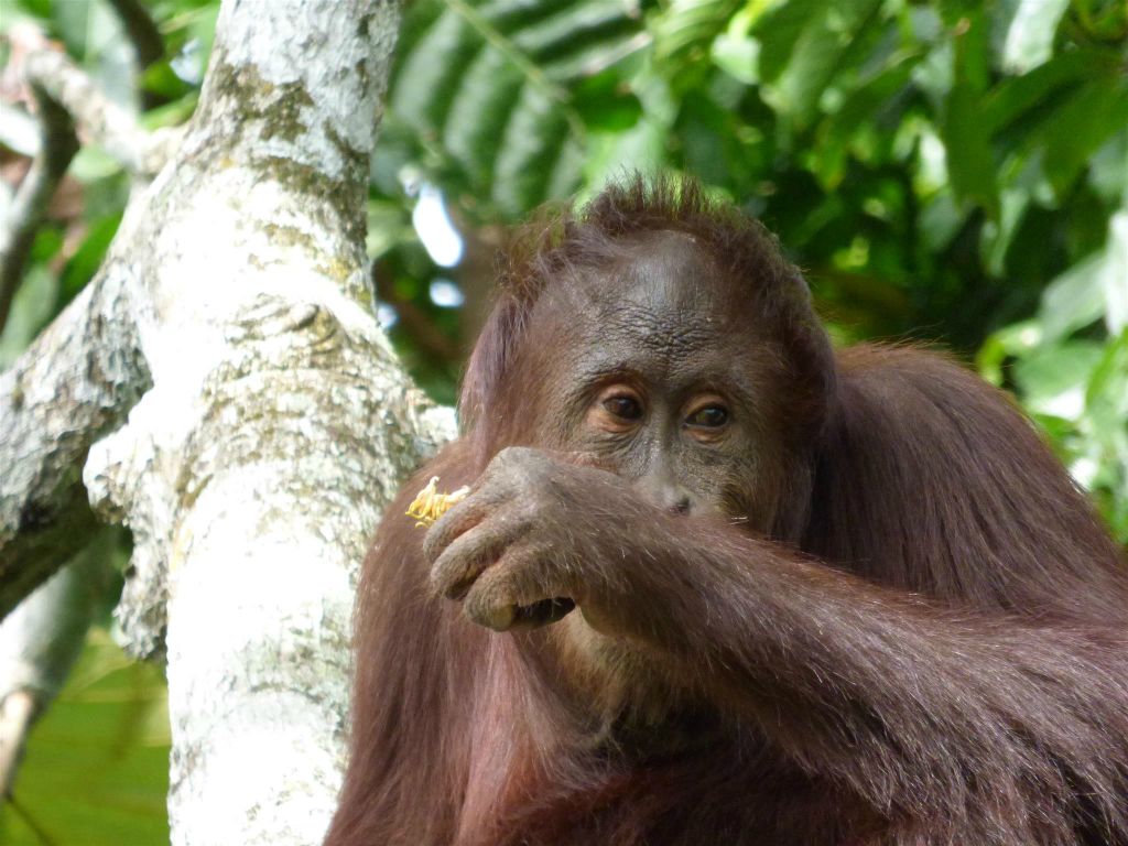 SEPILOK - een orang oetan bij het Rainforest Discovery Centre, een educatiecentrum over de flora en fauna van de regenwouden
