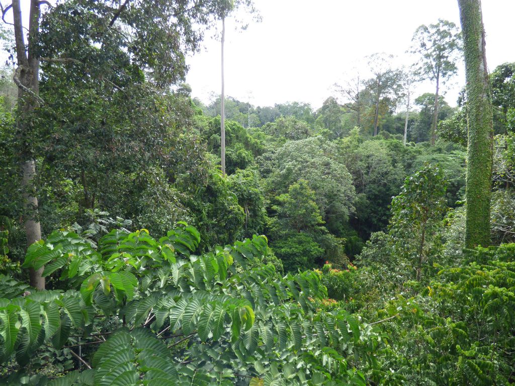 SEPILOK - het uitzicht vanaf een canopy brug bij het Rainforest Discovery Centre, een educatiecentrum over de flora en fauna van de regenwouden