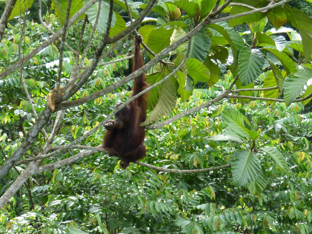 SEPILOK - een orang oetan bij het Rainforest Discovery Centre, een educatiecentrum over de flora en fauna van de regenwouden