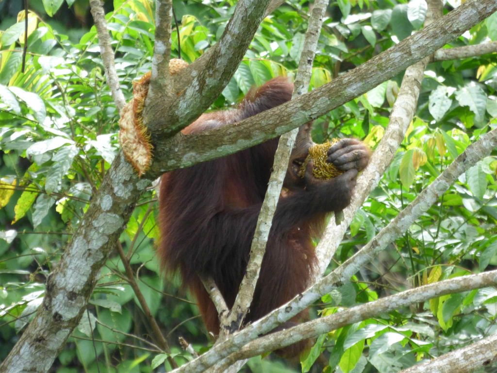 SEPILOK - een orang oetan bij het Rainforest Discovery Centre, een educatiecentrum over de flora en fauna van de regenwouden