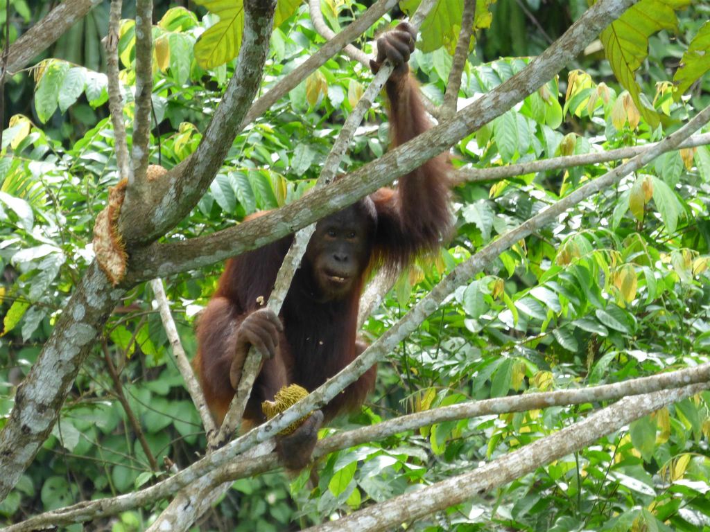SEPILOK - een orang oetan bij het Rainforest Discovery Centre, een educatiecentrum over de flora en fauna van de regenwouden