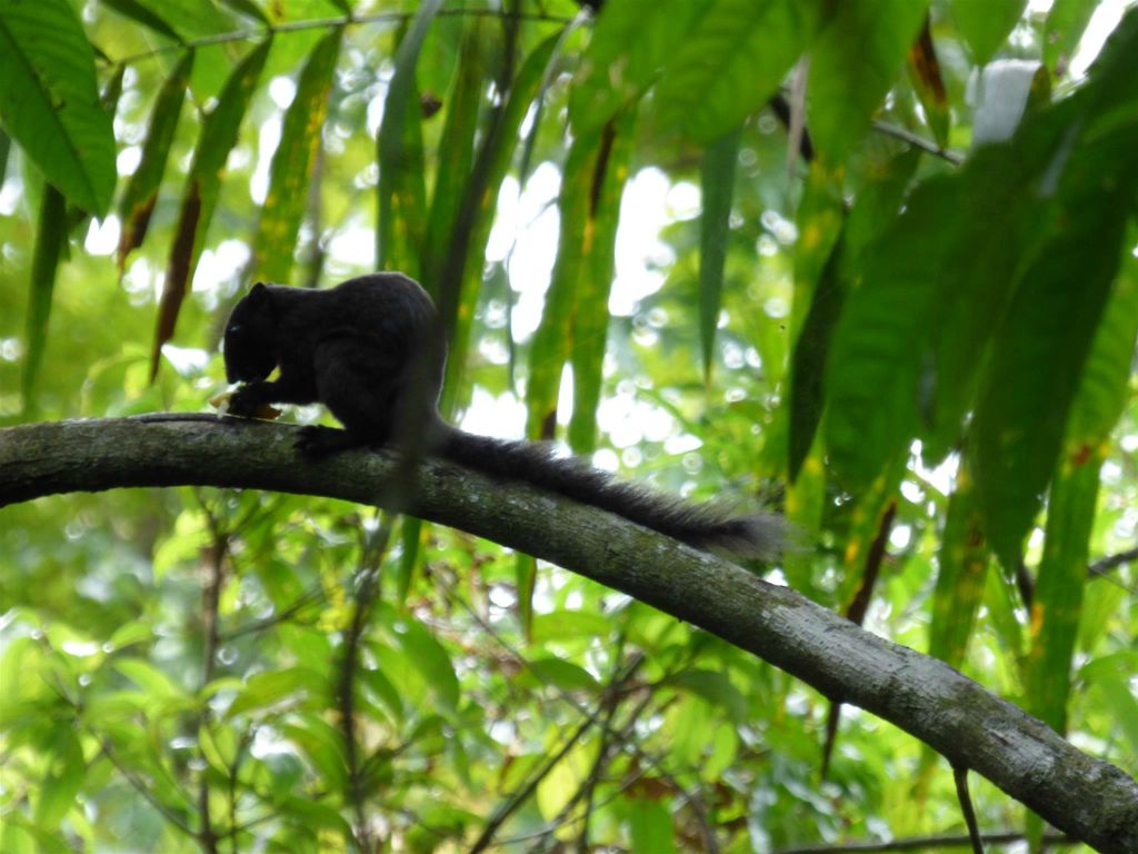 SEPILOK - een eekhoorn bij het Rainforest Discovery Centre, een educatiecentrum over de flora en fauna van de regenwouden