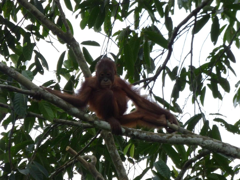 SEPILOK - een orang oetan bij het Rainforest Discovery Centre, een educatiecentrum over de flora en fauna van de regenwouden