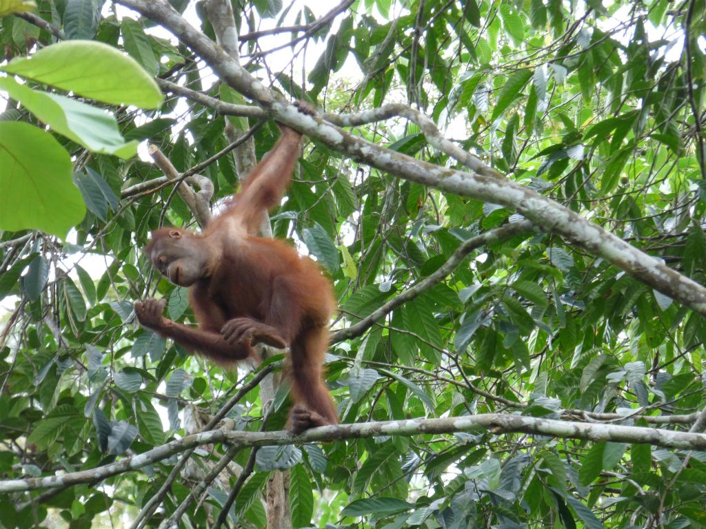 SEPILOK - een orang oetan bij het Rainforest Discovery Centre, een educatiecentrum over de flora en fauna van de regenwouden