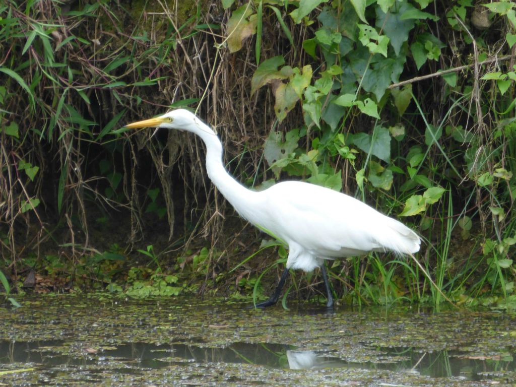 SEPILOK - een grote zilverreiger