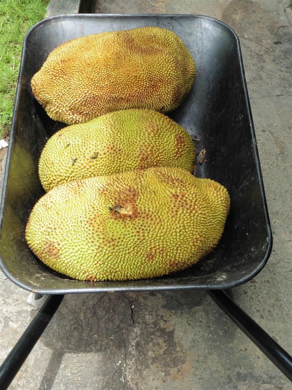 KOTA KINABALU - drie grote tjampedaks