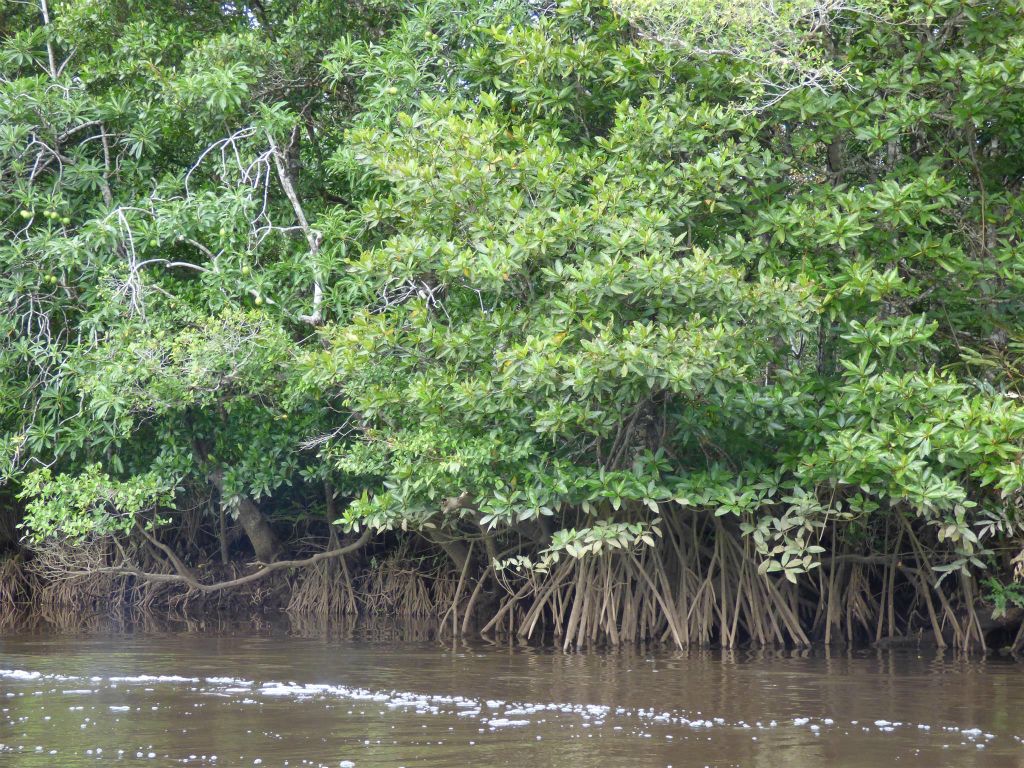 BEAUFORT - een stuk mangrove