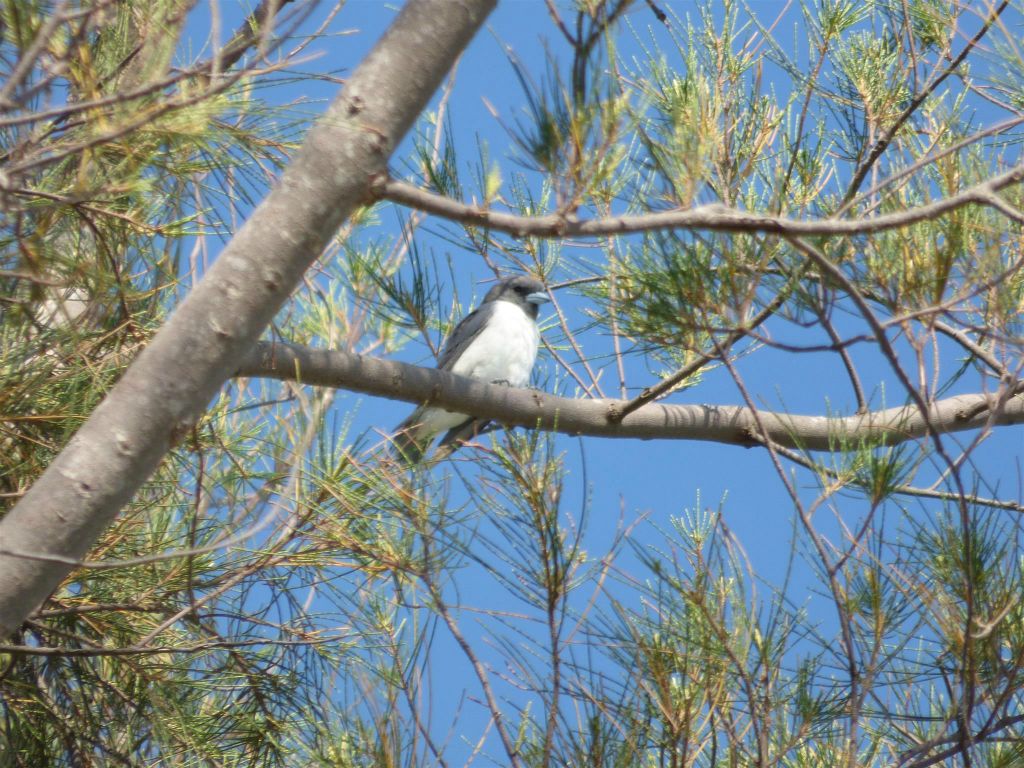 MANTANANI - een witborstspitsvogel
