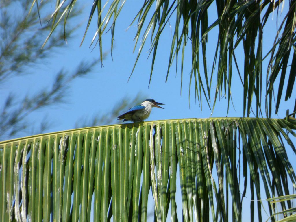 MANTANANI - een witkraagijsvogel