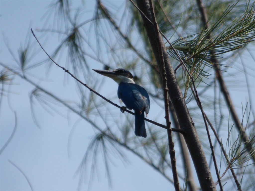 MANTANANI - een witkraagijsvogel