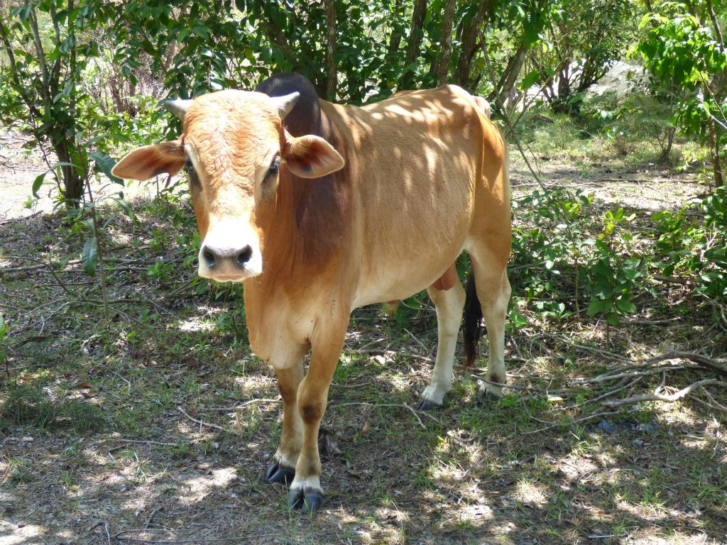 MANTANANI - een koe