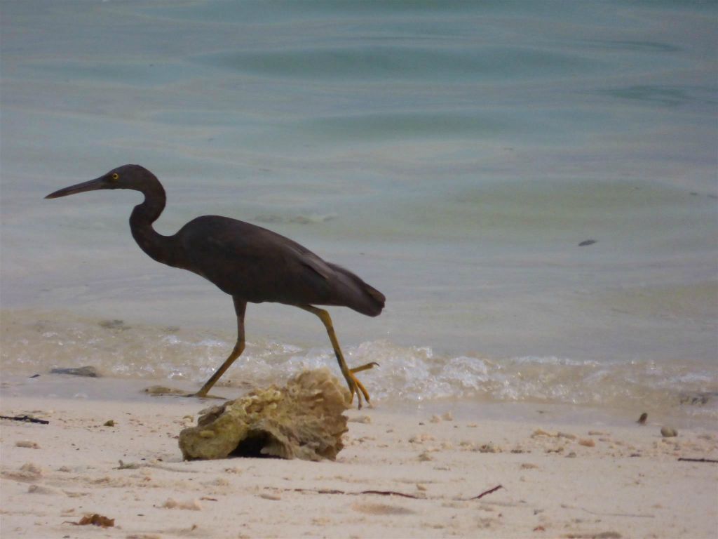 MANTANANI - een kleine blauwe reiger