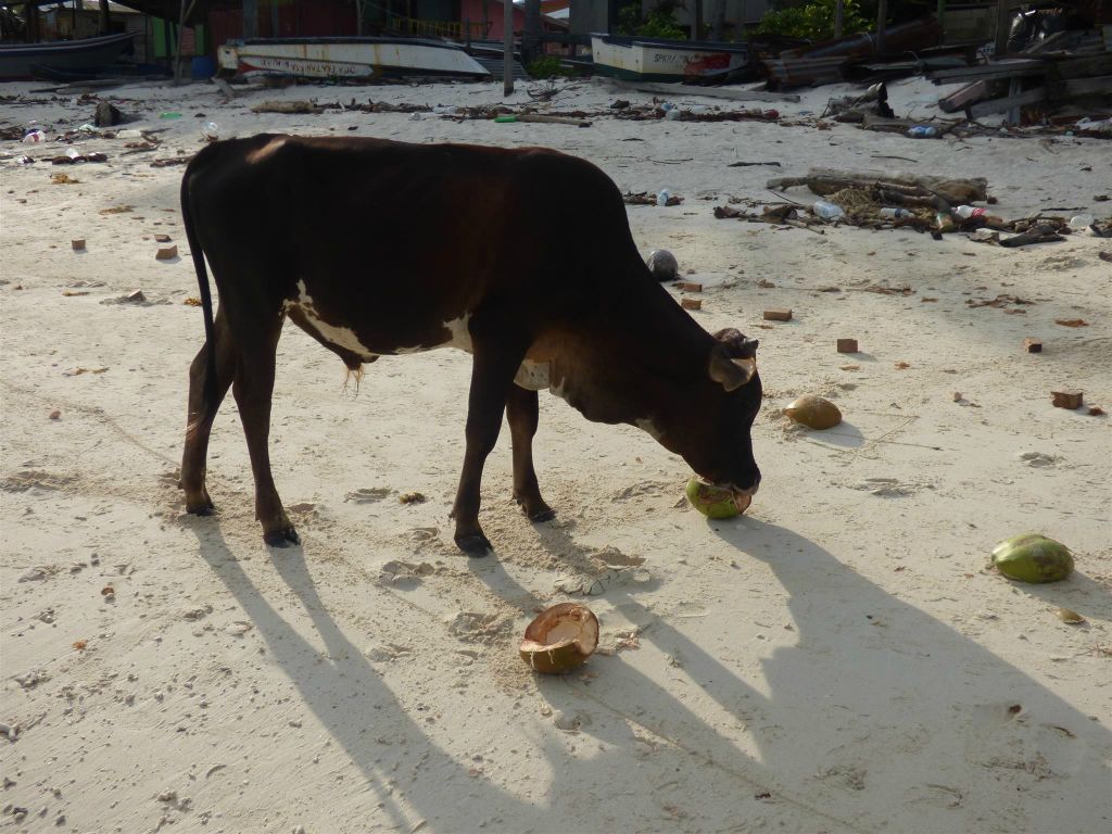 MANTANANI - een koe op het strand die kokosnoten aan het eten is