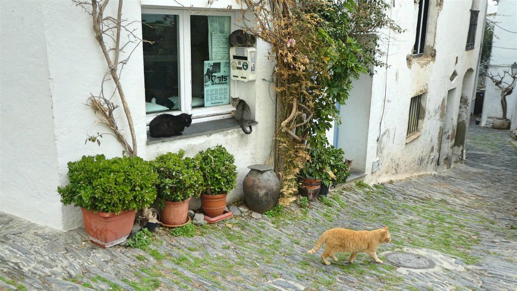 CADAQUÉS - een katten opvanghuis