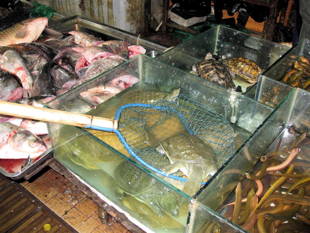 BEIJING - schildpadden en vis op een lokale markt