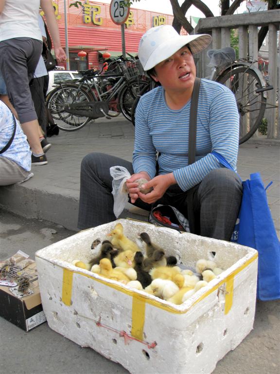BEIJING - levende kuikentjes te koop