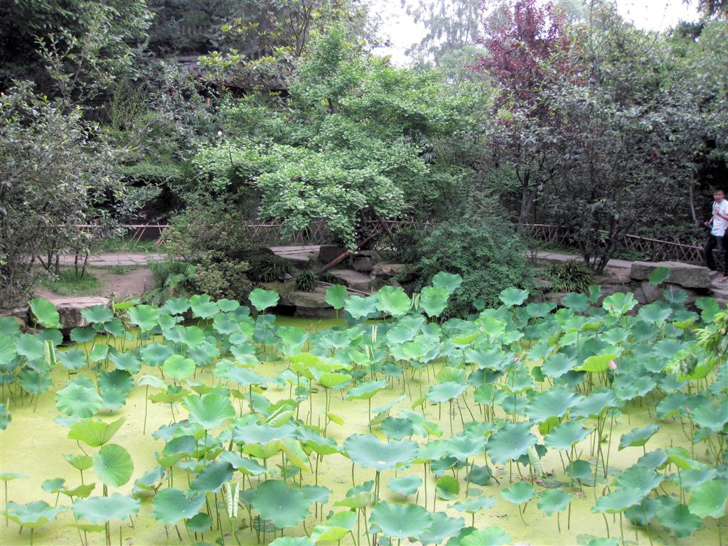 CHENGDU - waterplanten in vijver bij Jinli old street
