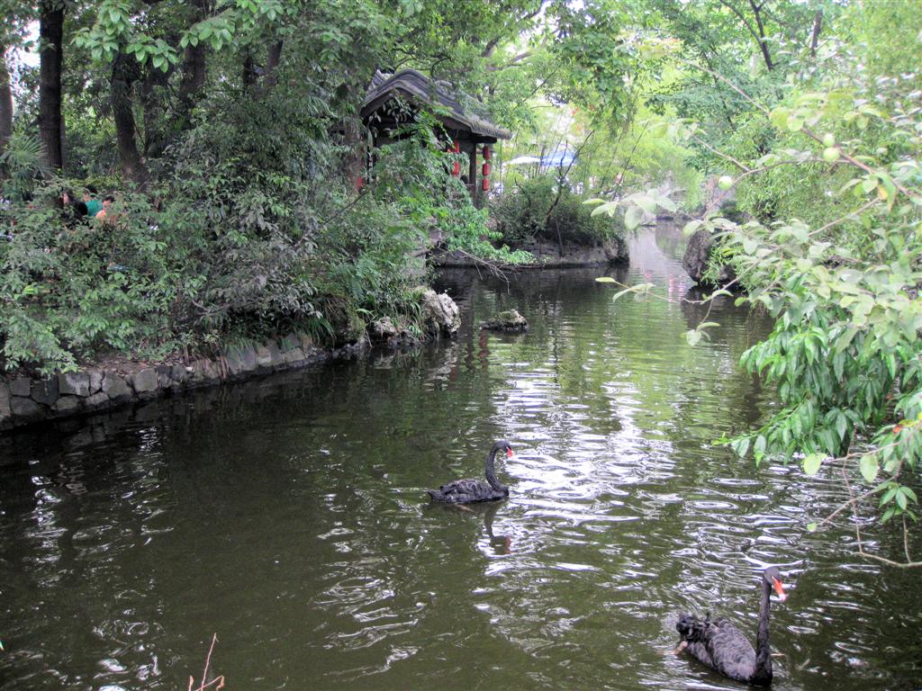 CHENGDU - zwarte zwanen in het water bij Jinli old street