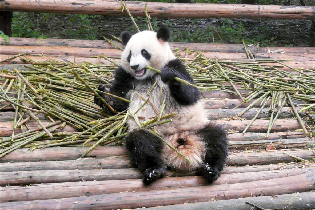 CHENGDU - panda in het Chengdu Research Base Of Giant Panda Breeding park