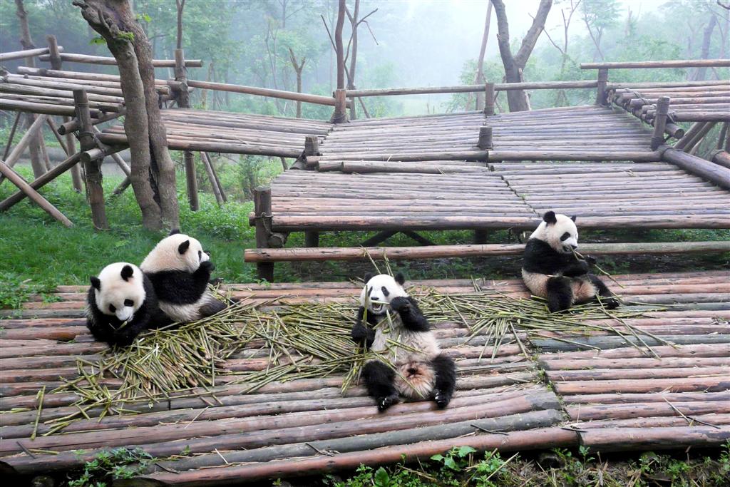 CHENGDU - panda's in het Chengdu Research Base Of Giant Panda Breeding park