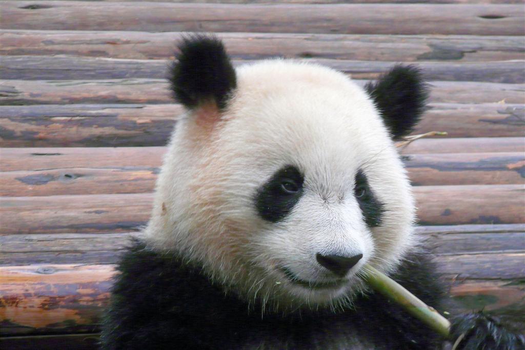 CHENGDU - panda in het Chengdu Research Base Of Giant Panda Breeding park