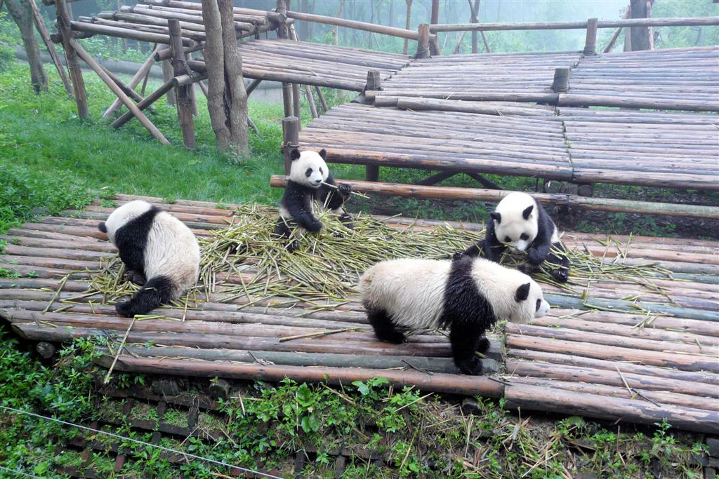 CHENGDU - panda's in het Chengdu Research Base Of Giant Panda Breeding park