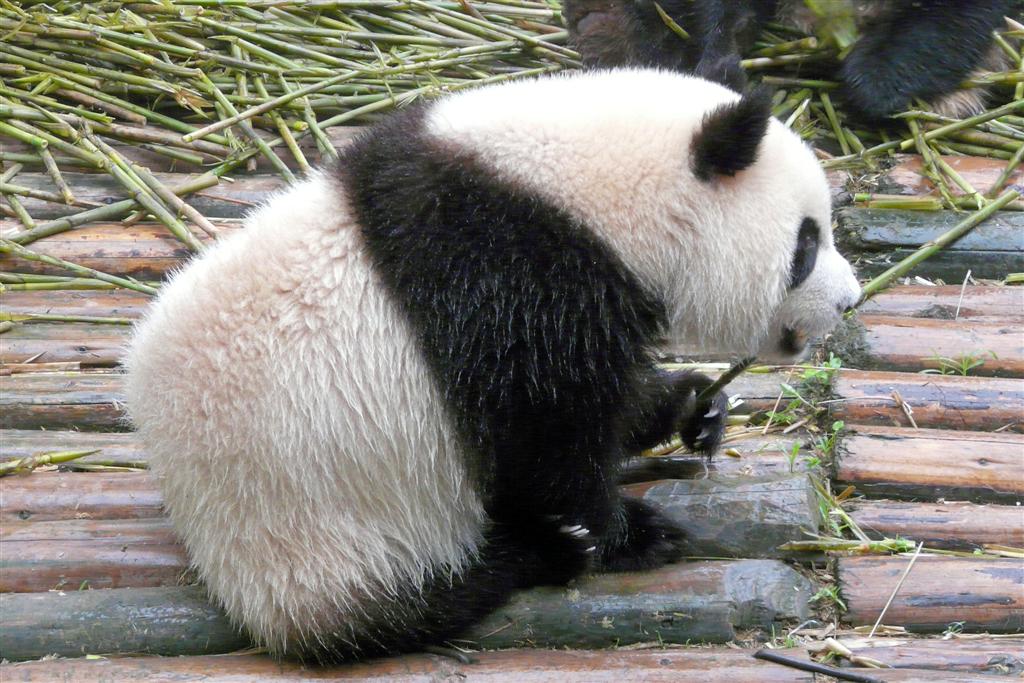 CHENGDU - panda in het Chengdu Research Base Of Giant Panda Breeding park