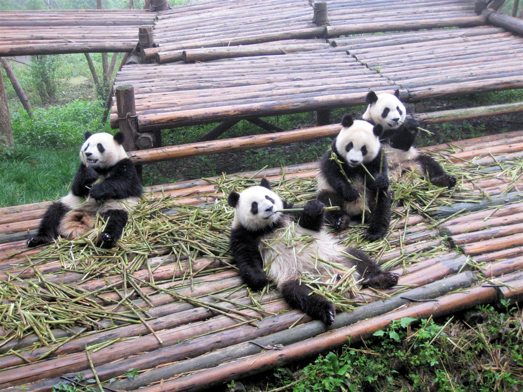 CHENGDU - panda's in het Chengdu Research Base Of Giant Panda Breeding park
