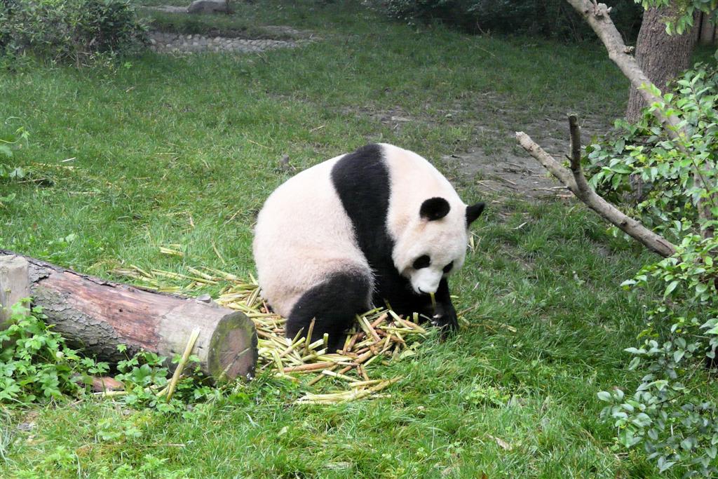 CHENGDU - panda in het Chengdu Research Base Of Giant Panda Breeding park