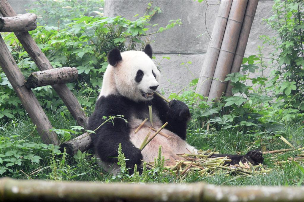 CHENGDU - panda in het Chengdu Research Base Of Giant Panda Breeding park