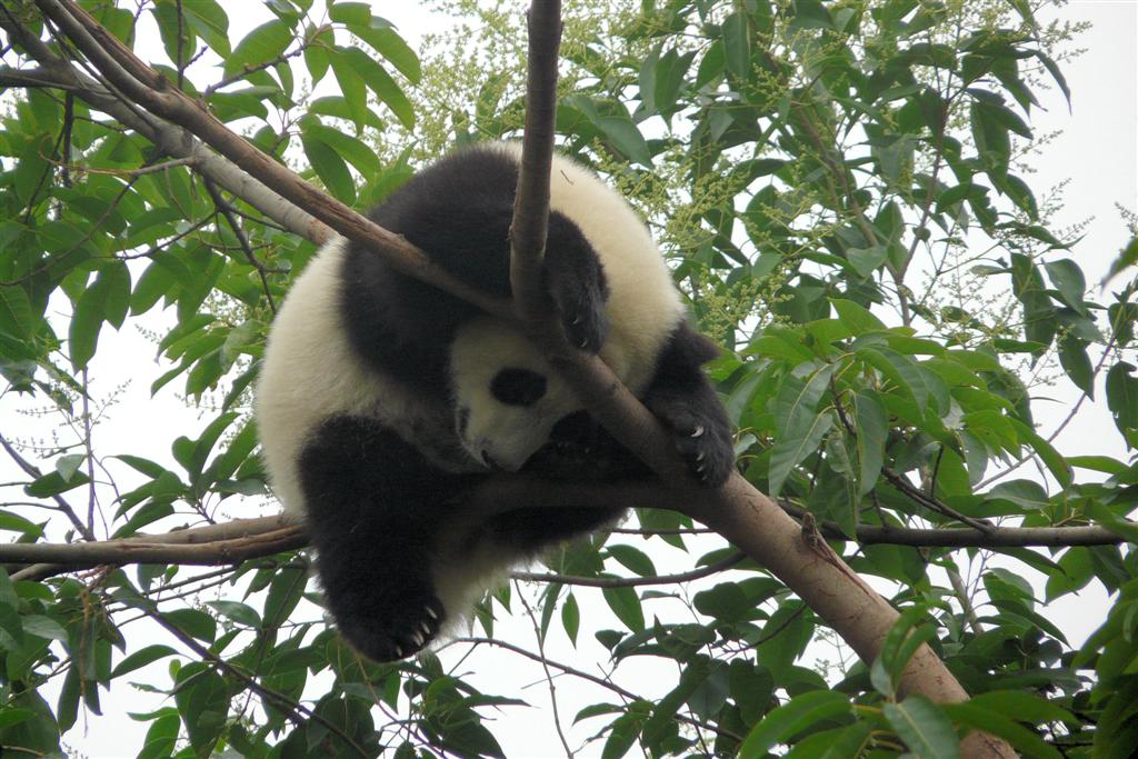 CHENGDU - panda in een boom bij Chengdu Research Base Of Giant Panda Breeding park