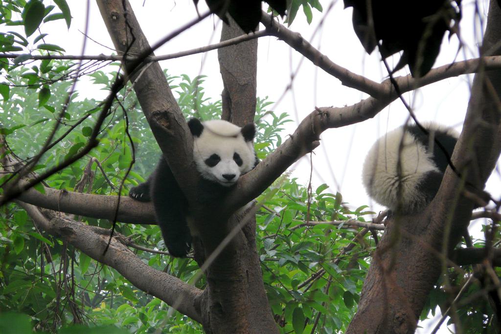 CHENGDU - panda in een boom bij het Chengdu Research Base Of Giant Panda Breeding park