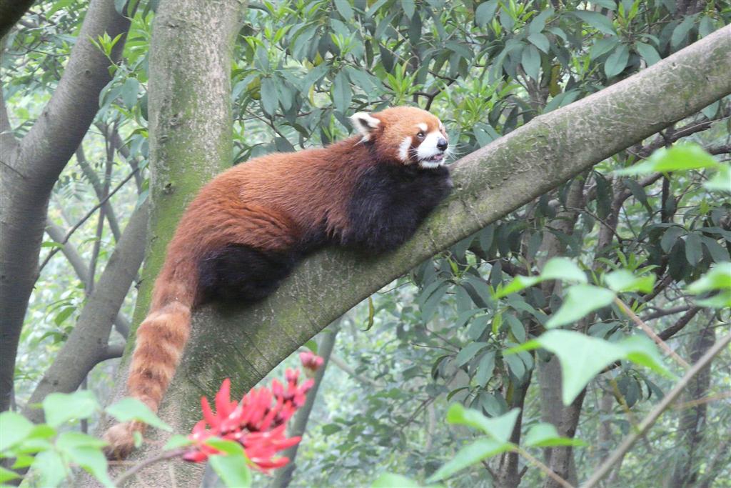 CHENGDU - rode panda in een boom bij het Chengdu Research Base Of Giant Panda Breeding park
