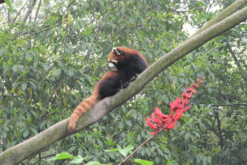 CHENGDU - rode panda in een boom bij het Chengdu Research Base Of Giant Panda Breeding park