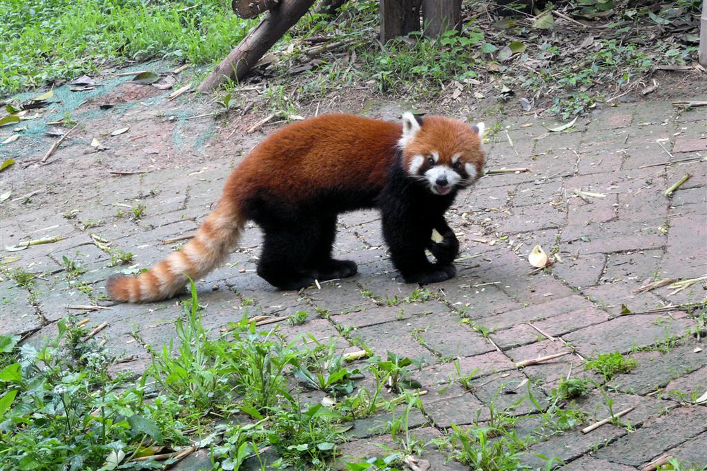 CHENGDU - rode panda in het Chengdu Research Base Of Giant Panda Breeding park