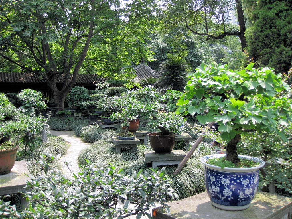 CHENGDU - diverse planten in het volkspark