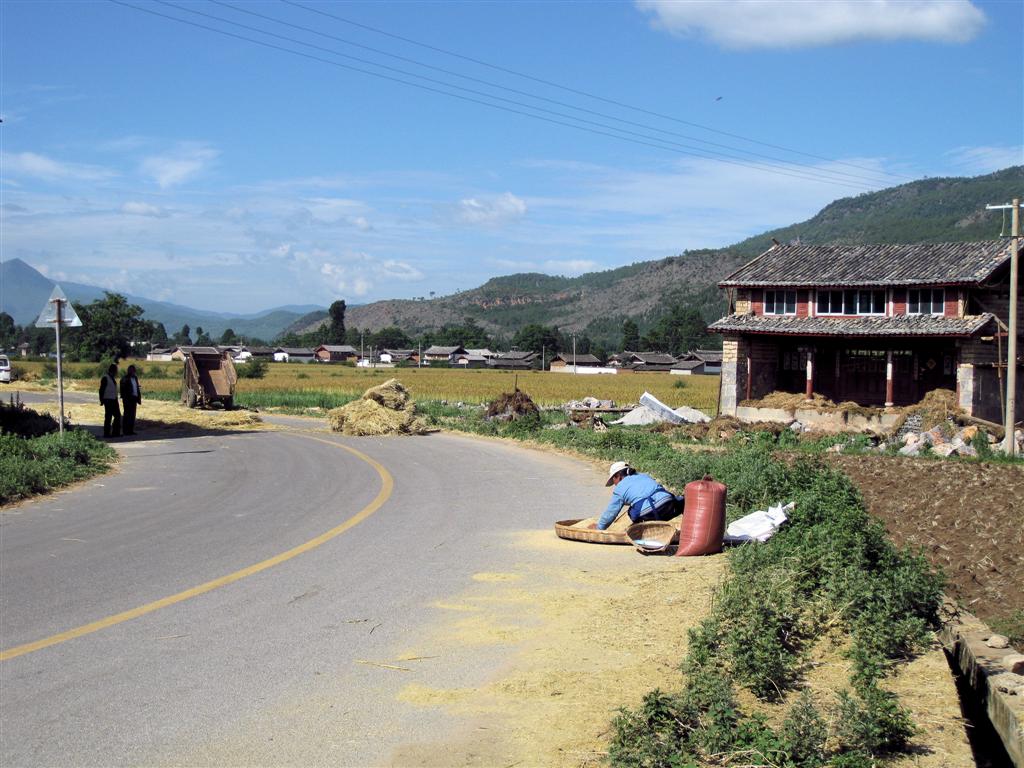 LIJIANG - gerst opruimen langs de weg