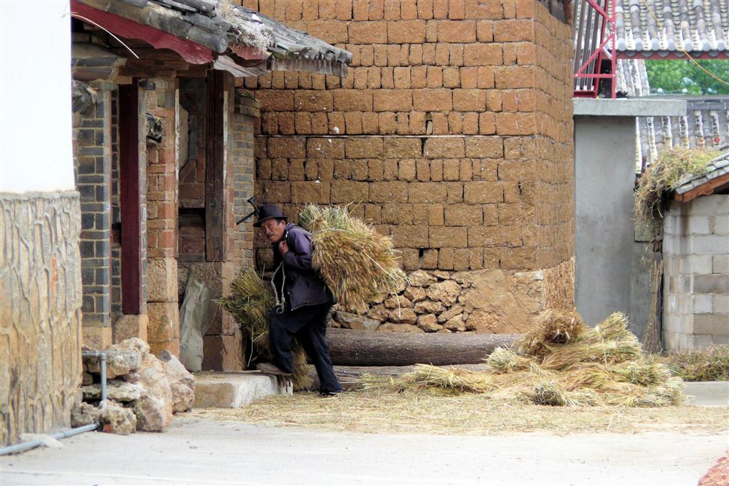 LIJIANG - een boer bergt gerst stengels op in het dorp Baisha